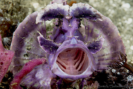 Critters in Ambon Photo Essay 10-Rhinopias-eschmeyeri-Purple