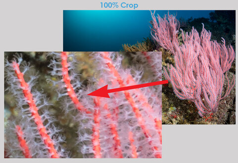Inspecting the 100% crop. Canon 5D Mark IV, Tokina 10-17mm, 4" glass minidome. Photo: Brent Durand