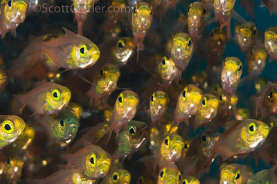 Schooling Glassfish, Bali. The 105mm gives you the distance to deal with skittish fish like these. f/13, 1/250th, ISO 200. Schooling glassfish underwater, bali