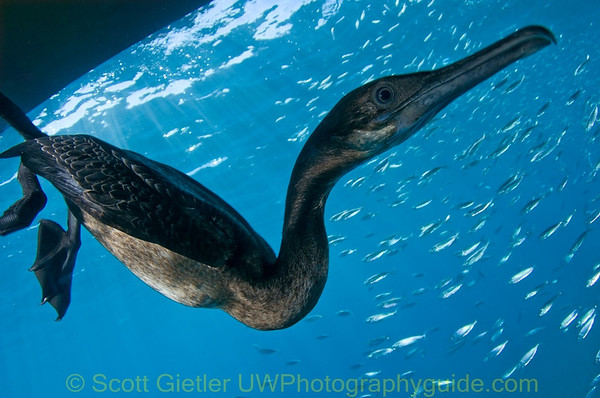 cormorant feeding la paz, baja underwater photo