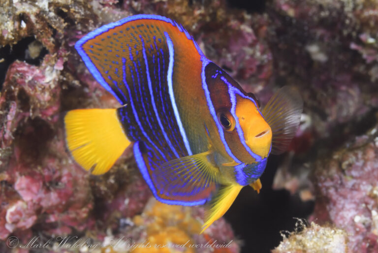 Dive Adventure: Sea of Cortez 1211_001