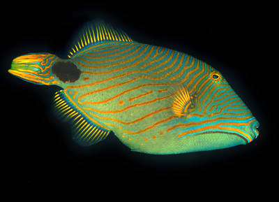 triggerfish with good color