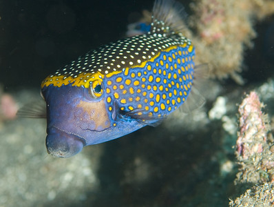 spotted boxfish