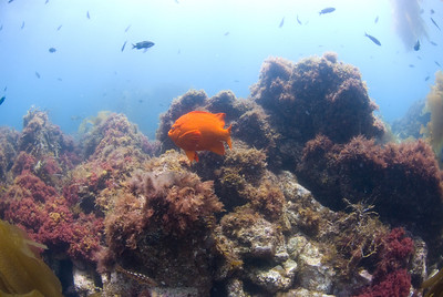 Here's a photo I took a couple years ago. Perfectly nice wide-angle shot, but no strong foreground subject. underwater photography composition