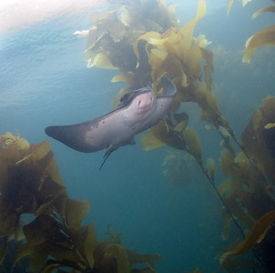 bat ray in kelp, anacapa island