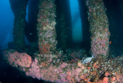 This photo from the oil rigs is not bad, but it is not outstanding. It lacks a strong foreground subject. Don't feel bad for taking shots like this, I do it all the time, but try to think about finding a strong foreground subject the next time you take underwater photos. underwater composition beginner mistakes