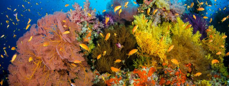 Fiji on the Nai'a Fiji on the Nai'a