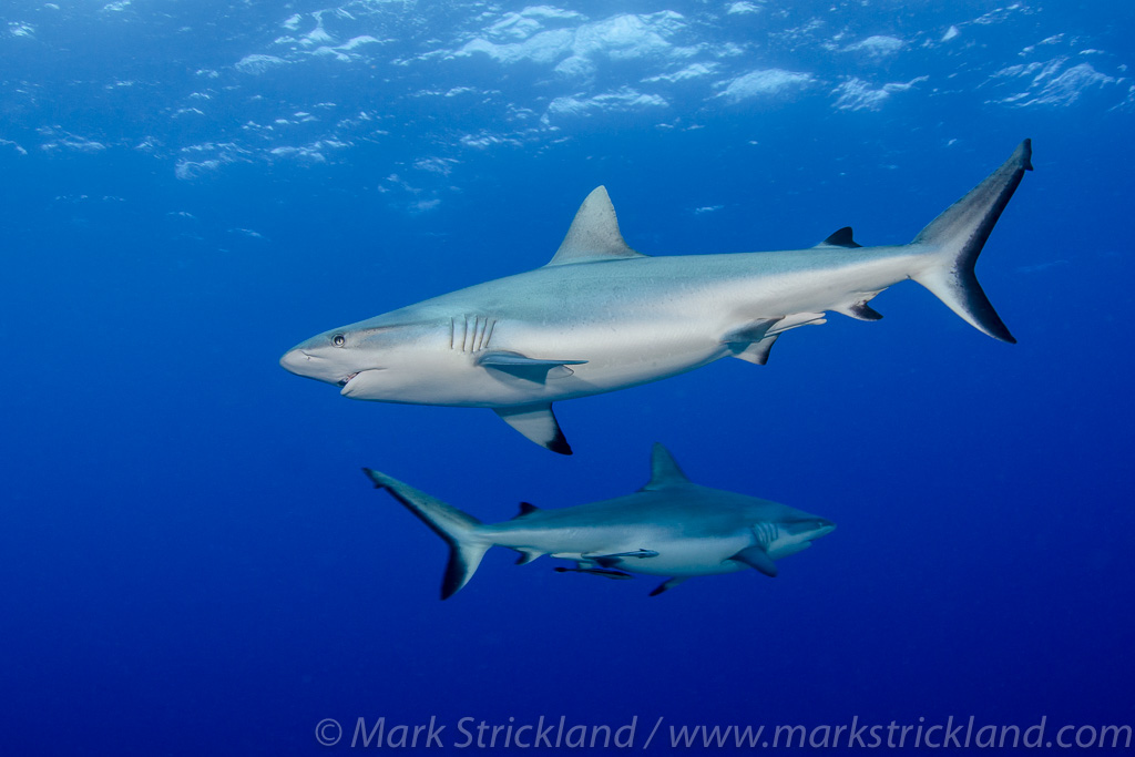 Fiji on the Nai'a Fiji on the Nai'a