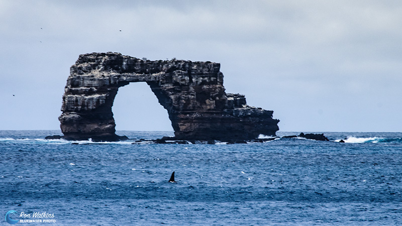 An Orca surfaces in front of the 51’ lava structure called Darwin’s Arch as we look on from bow of the Galapagos Master