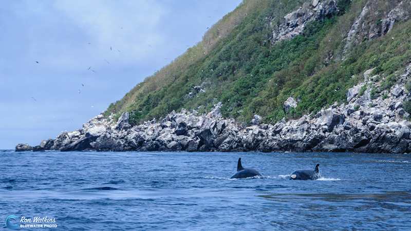 The transient pod of orcas patrol the coast of Darwin Island on a potential hunt