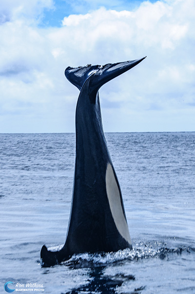 A female orca entertains us with an incredible gravity defying vertical rise followed by a loud tail slap.