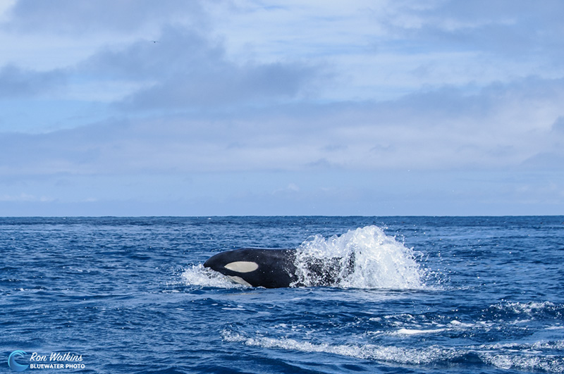 The power of these apex predators is evident in this high speed surface.