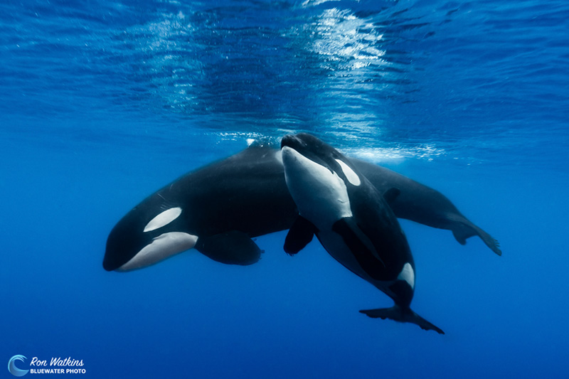 The 8-9’ long calf swims below the larger female and surfaces for air.