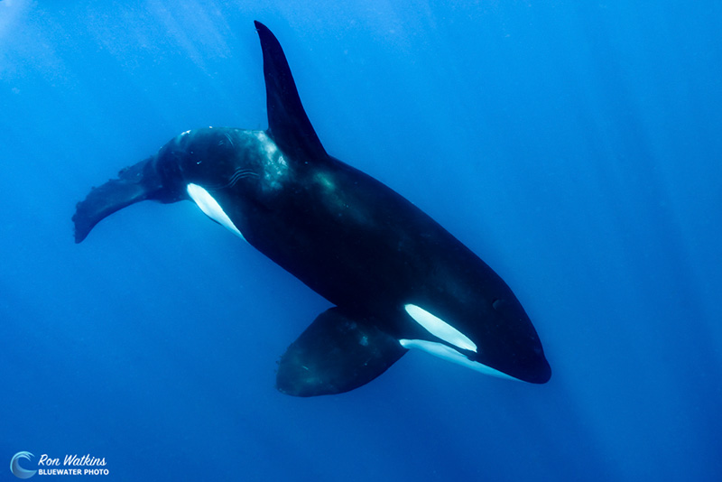The large male with a 3-4’ tall dorsal fin closes in and then swims below.