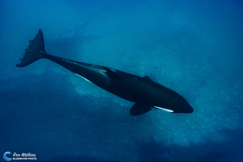 An orca passes over a shallow ledge in the warm clear blue water of Darwin Island.