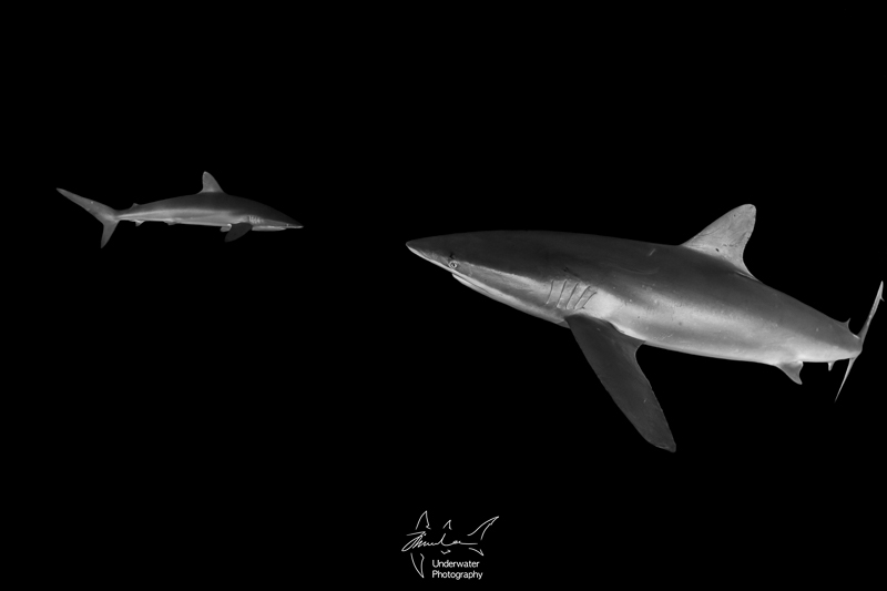 Shark photoby Jin Woo Lee, using RX100 V, Nauticam housing, 2x INON D-2000 strobes, INON fisheye lens with dome, Sola 800 photo light