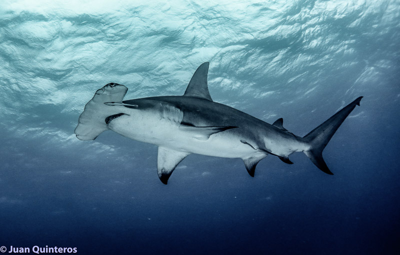 Hammerhead shark photo by Juan Quinteros, using RX100 V, UWL-04 wide angle wet lens, 2x Sea & Sea YS-D2J strobes