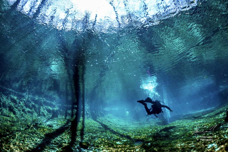 Diver in Ginnie Springs by Jin Woo Lee, using RX100 V with Nauticam housing, 2x INON D-2000 strobes, INON fisheye lens with dome