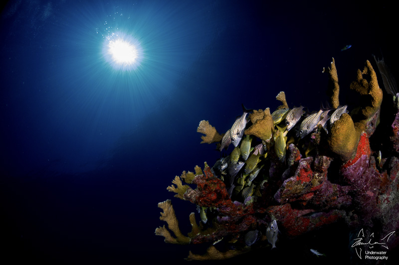 Reef photo by Jin Woo Lee, using RX100 V with Nauticam housing, 2x INON D-2000 strobes, INON fisheye lens with dome, Sola 800 photo light