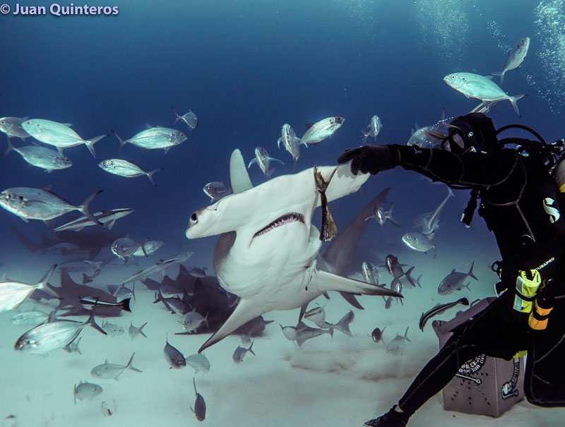 Hammerhead shark feeding by Juan Quinteros, using RX100 V with UWL-04 wide angle wet lens, 2x Sea & Sea YS-D2J strobes
