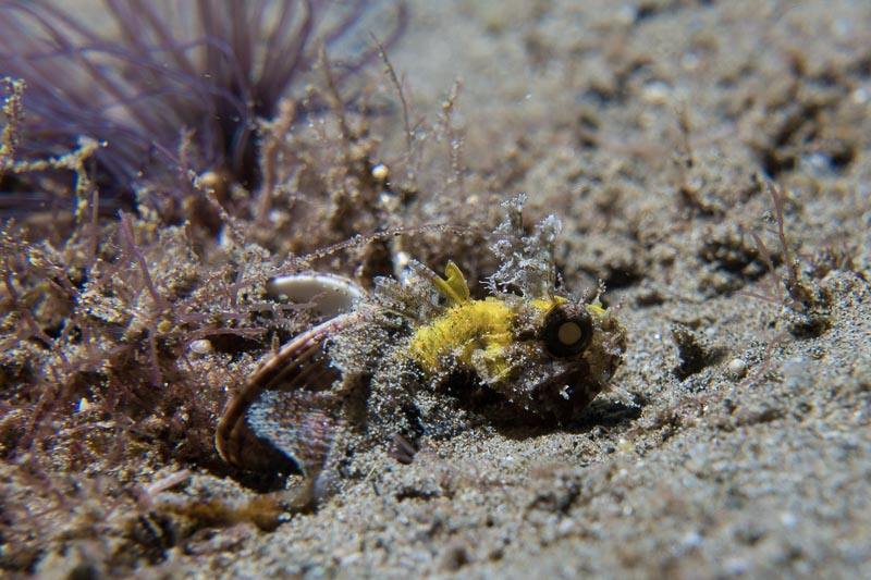 Macro photo by Brian Bailey, using RX100 V with Nauticam housing, Kraken 5K light and Bluewater macro lens