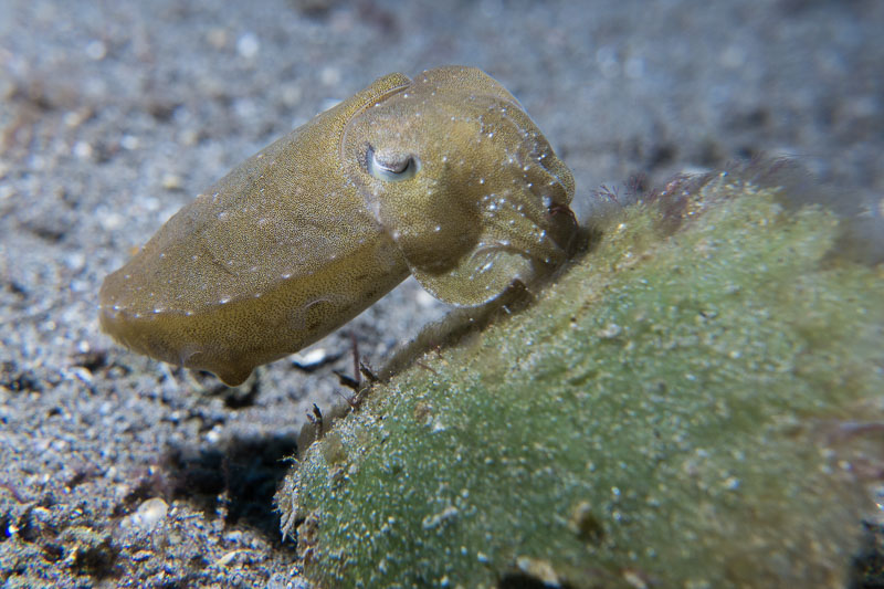 Macro photo by Brian Bailey, using RX100 V with Nauticam housing, Kraken 5K light and Bluewater macro lens