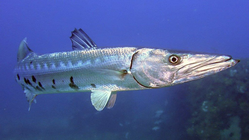Barracuda taken by RJ Durham, using RX100 V with a Nauticam housing and a single Sea & Sea YS-D2 strobe.