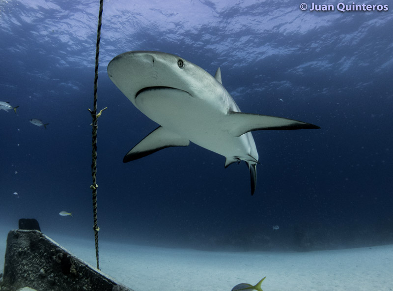 Blacktip shark by Juan Quinteros, using RX100 V with UWL-04 wide angle wet lens, 2x Sea & Sea YS-D2J strobes