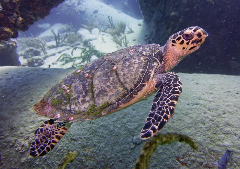 Sea turtle taken by RJ Durham, using RX100 V with a Nauticam housing and a single Sea & Sea YS-D2 strobe.