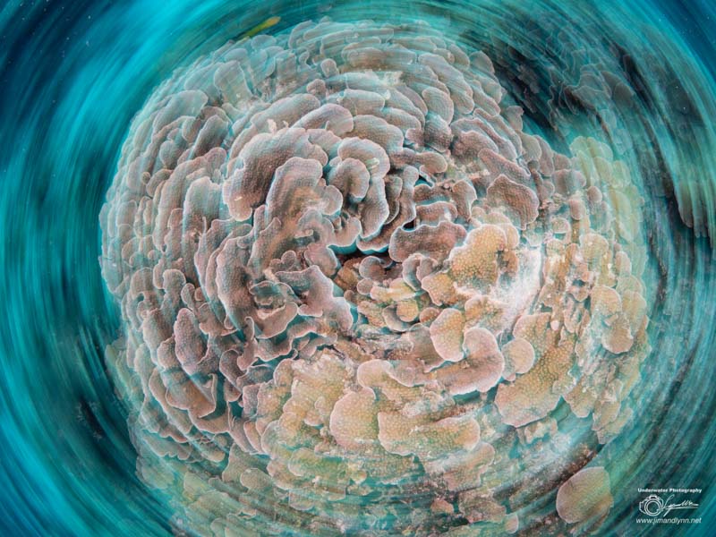 Reefscape Photo by Lynn Wu. OM-D E-M1 Mark II, Oly 8mm F1.8 fisheye. F14, 1/8, ISO 200.