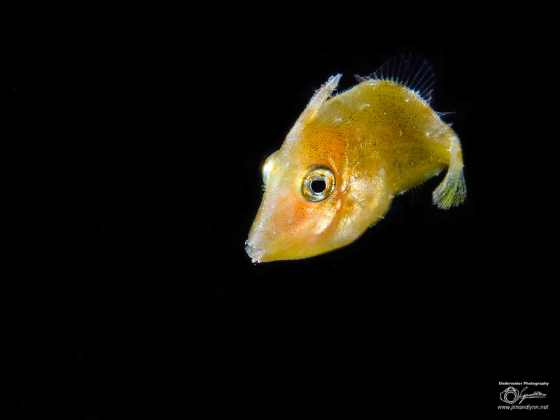 Macro photo by Lynn Wu. OM-D E-M1 Mark II, Olympus 30mm macro lens. F16, 1/160, ISO 200.