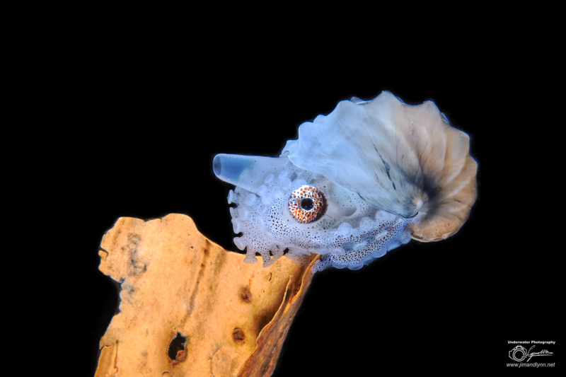 Macro photo by Lynn Wu. OM-D E-M1 Mark II, Olympus 30mm macro lens. F16, 1/250, ISO 500.