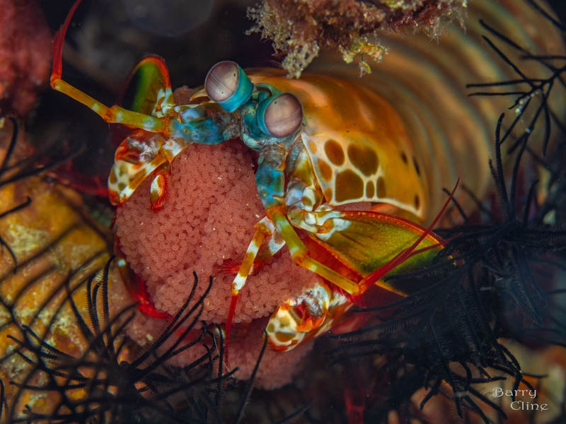 Mantis shrimp with eggs by Barry Cline. Olympus OM-D E-M1 MK II, Olympus 60mm macro lens. 1/200 sec, f/6.3, ISO 200.