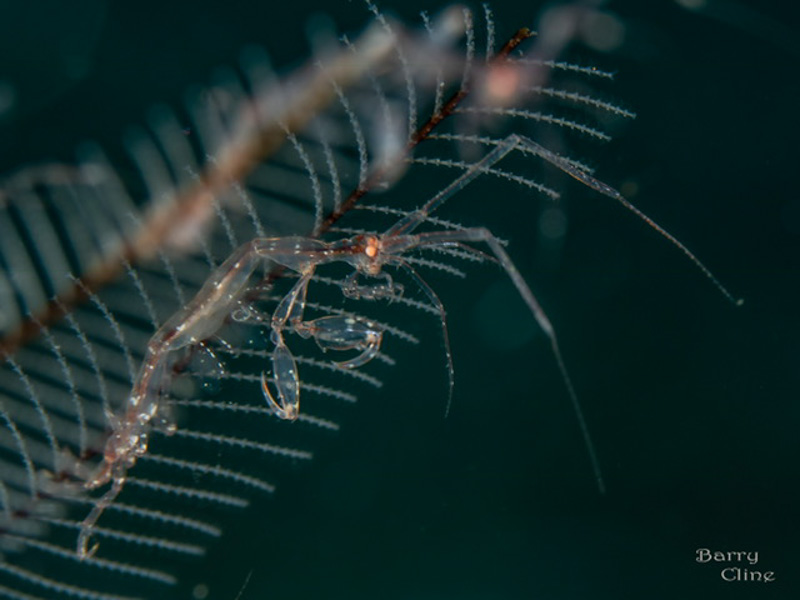 Skeleton shrimp by Barry Cline. Olympus OM-D E-M1 MK II, Olympus 60mm macro lens. 1/250 sec, f/6.3, ISO 200.
