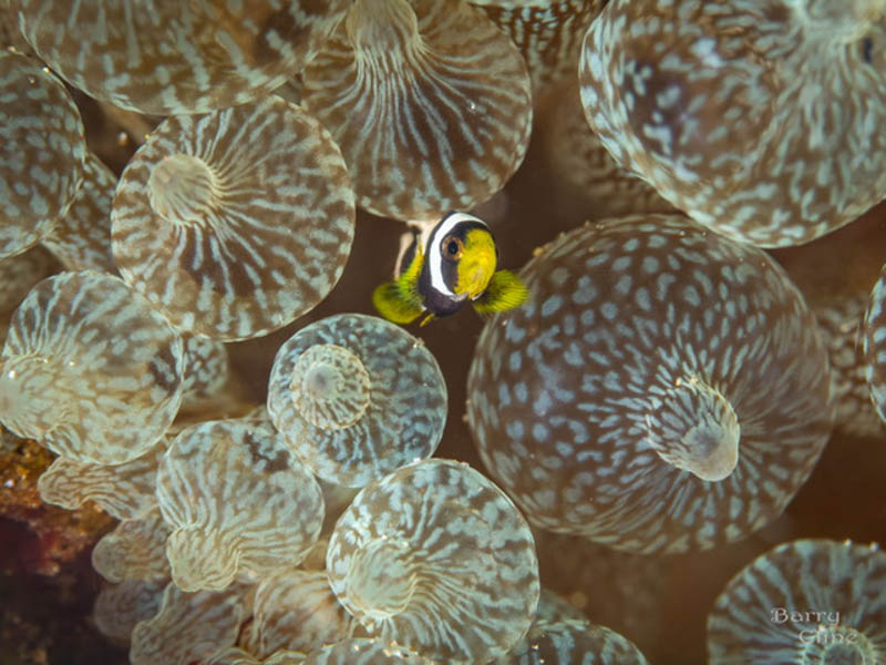 Anemone fish by Barry Cline. Olympus OM-D E-M1 MK II, Olympus 60mm macro lens. 1/200 sec, f/6.3, ISO 200.