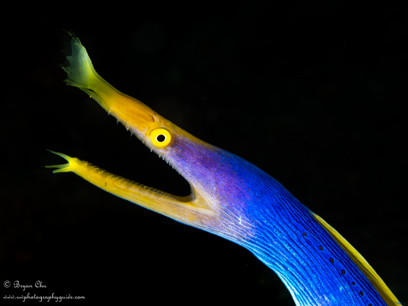 Ribbon eels can be very difficult to shoot with black backgrounds. It took me a bit of time to maneuver into the right position, but eventually I was able to get about 8" of water between the eel and the sand behind it, and shot this black background image. Olympus OM-D E-M1, Olympus 60mm macro lens, Nauticam housing, 2x YS-D1 strobes. Blue ribbon eel on black