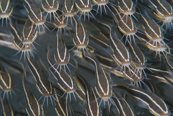 schooling juvenile catfish, padang bai, bali