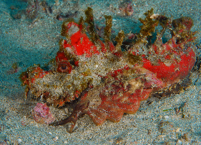 devil scorpionfish