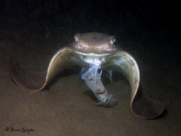 bat ray feeding on squid