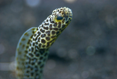 garden eel