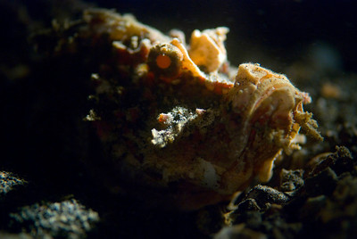 devil scorpionfish in Lembeh strait