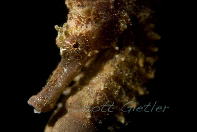 Lembeh seahorse