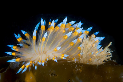 Bright colors make for great macro subjects. Janolus nudibranch. macro underwater photo example, nudibranch