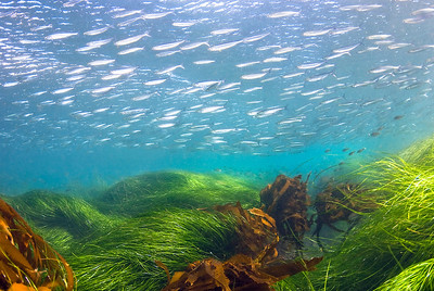 eelgrass and sardines, anacapa island