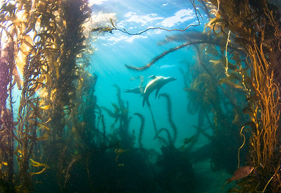 sea lions in kelp, anacapa island