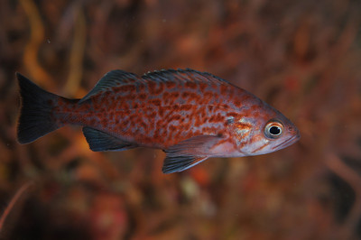 In this photo the fish has some room to the right of it, which makes a better composition. I used a dSLR with a macro lens and a large aperture, which blurred the background. If you are using a compact camera getting the blurred background will be more difficult, but you can still get a nice photo.