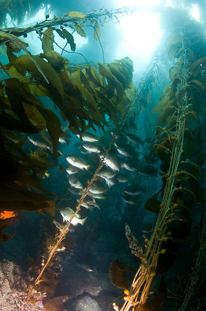 giant kelp forest at catalina island