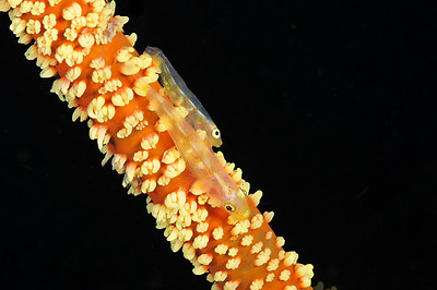 wire coral goby