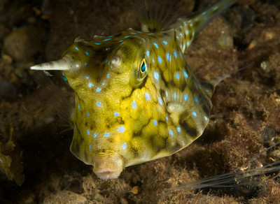 trunkfish