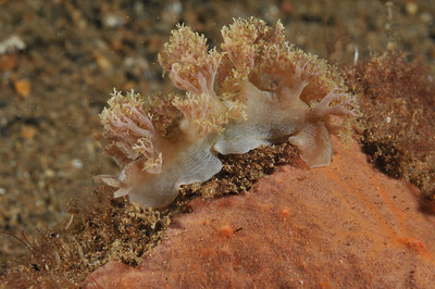 Marionia nudibranch